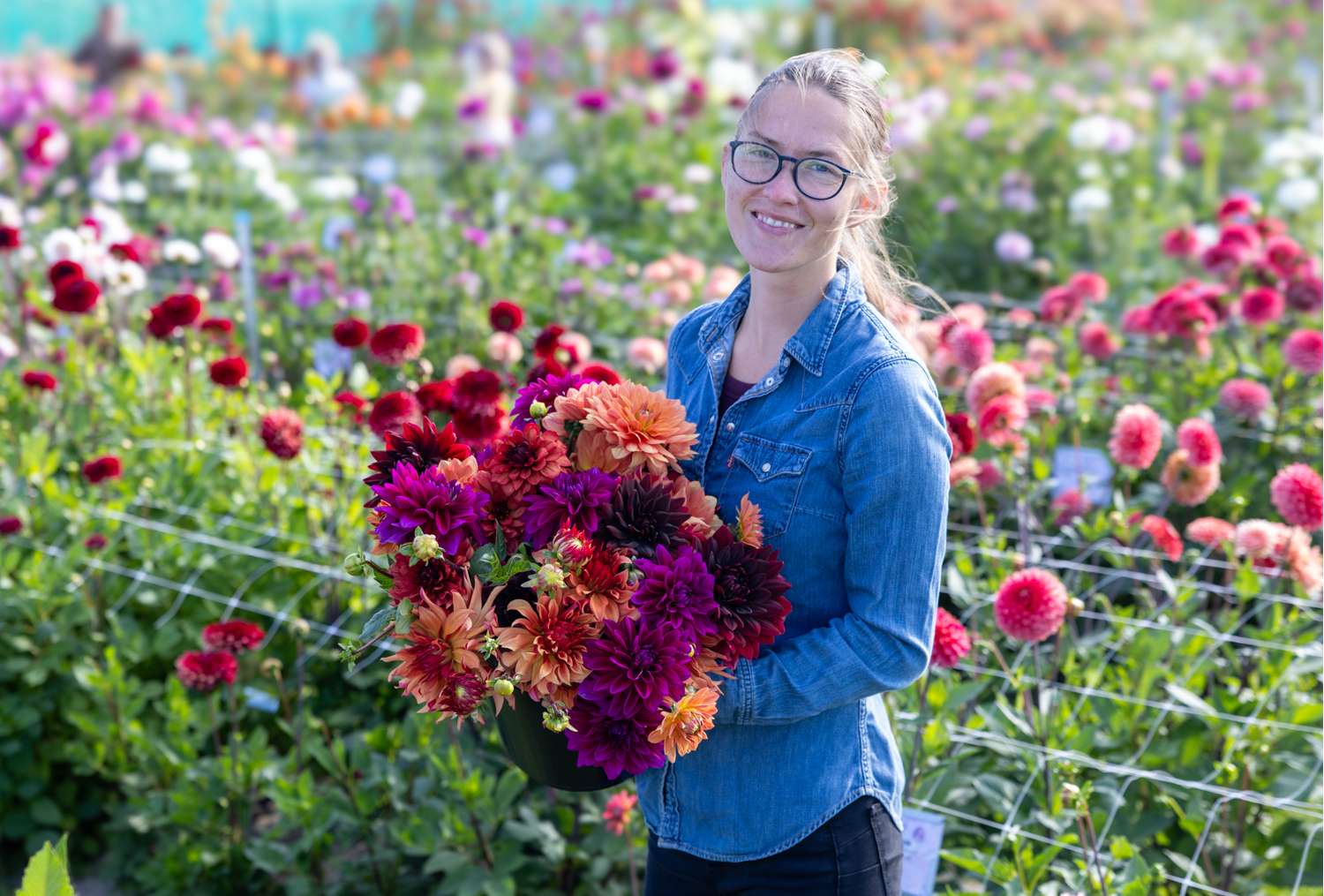 Collection dahlia 'Amber'